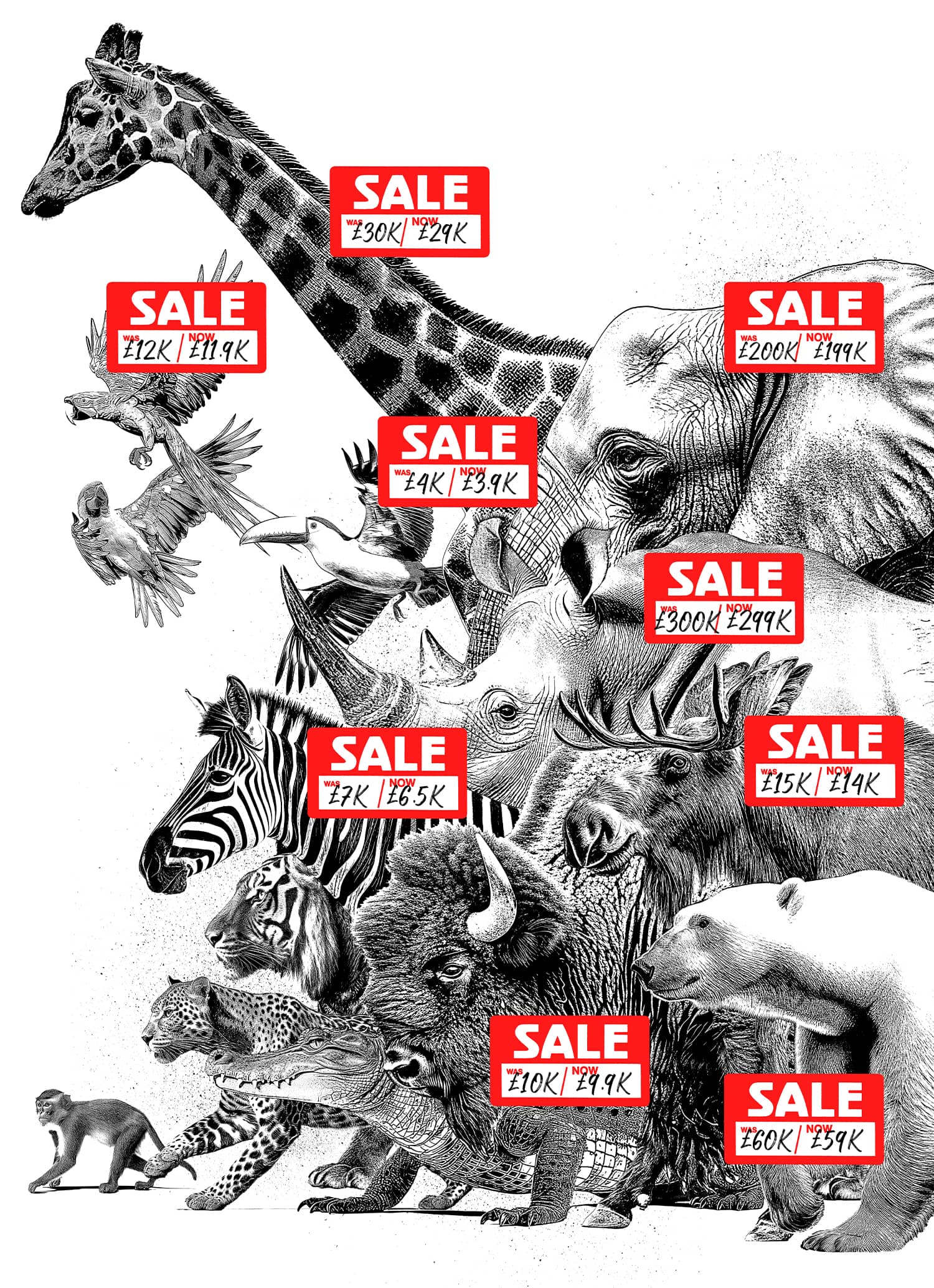 wild-market